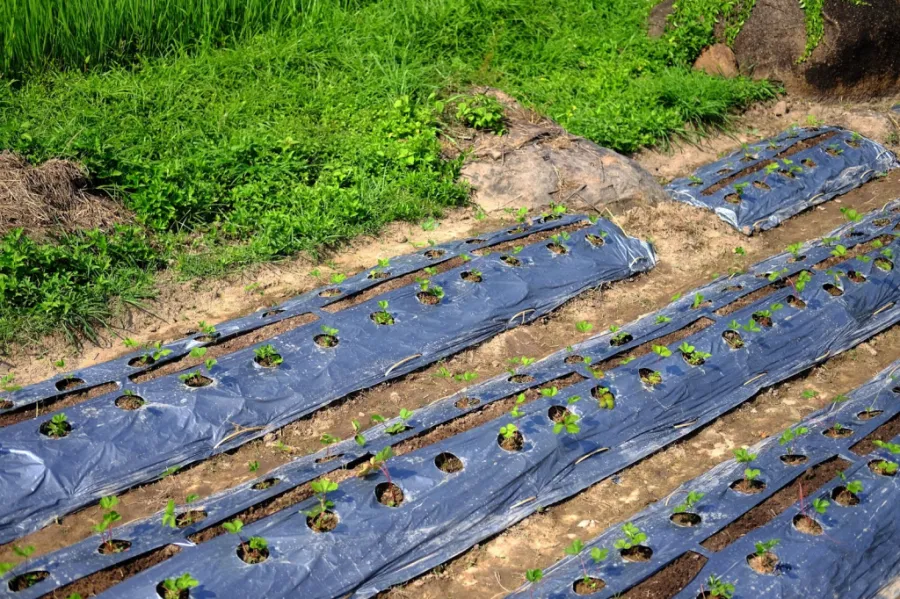 how to install a weed barrier