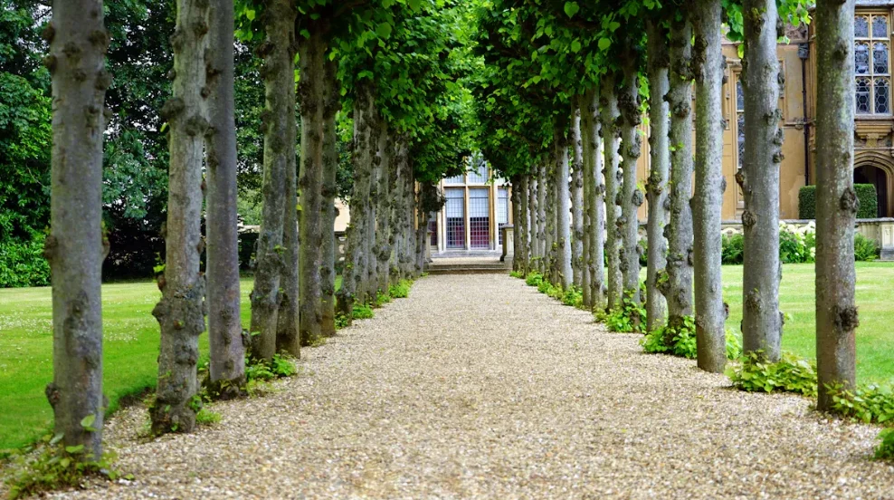 A pathway with trees lining both the sides