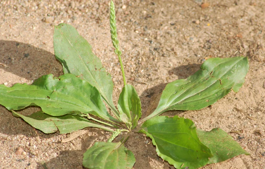 A common type of weed