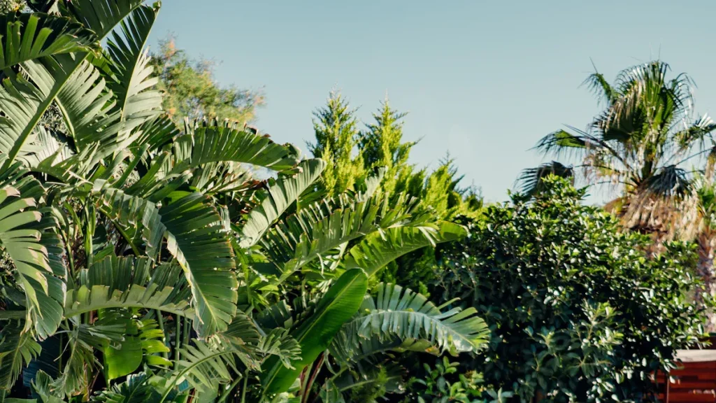 Outdoor foliage greenery.
