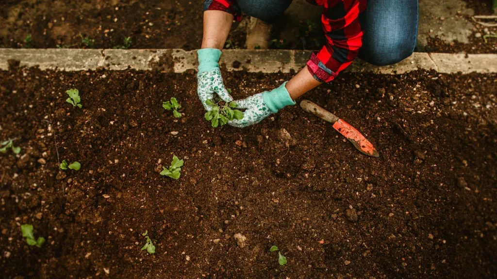 Person planting plants in garden beds