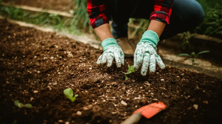 Person preparing garden beds