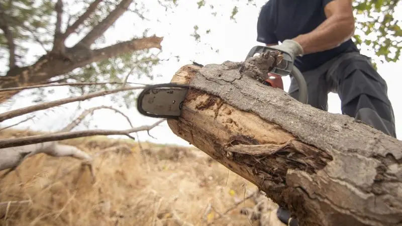 How to choose between gas and battery chainsaws