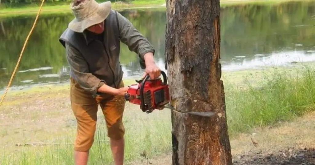 how to cut a tree with a chainsaw