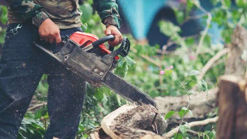 Use a chainsaw for cutting a tree