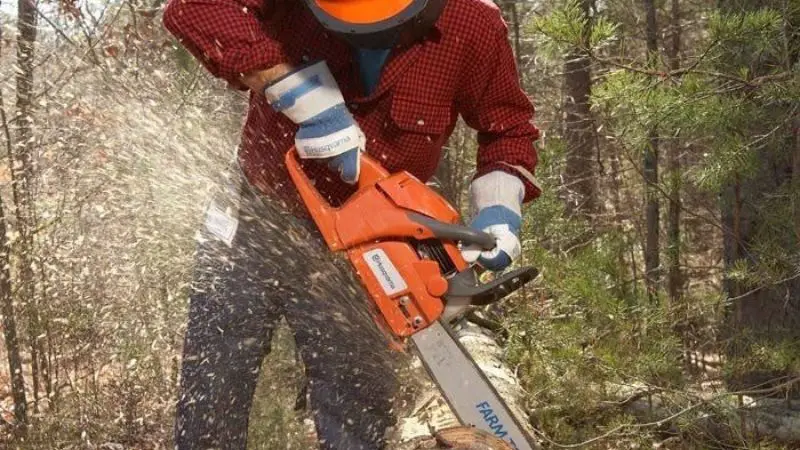Limbing of tree with chainsaw