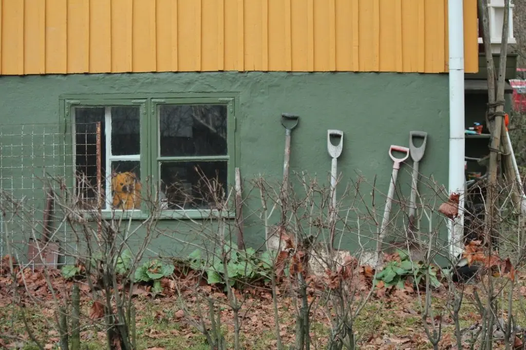 Gardening tools outside a shed