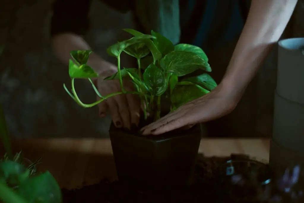 Planting a plant in a clay pot