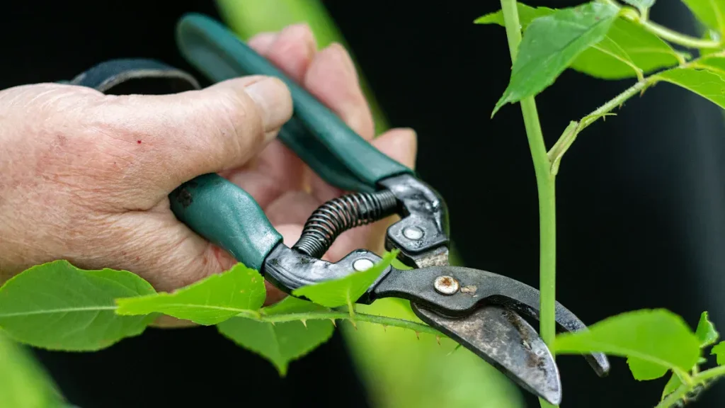 man cutting grass