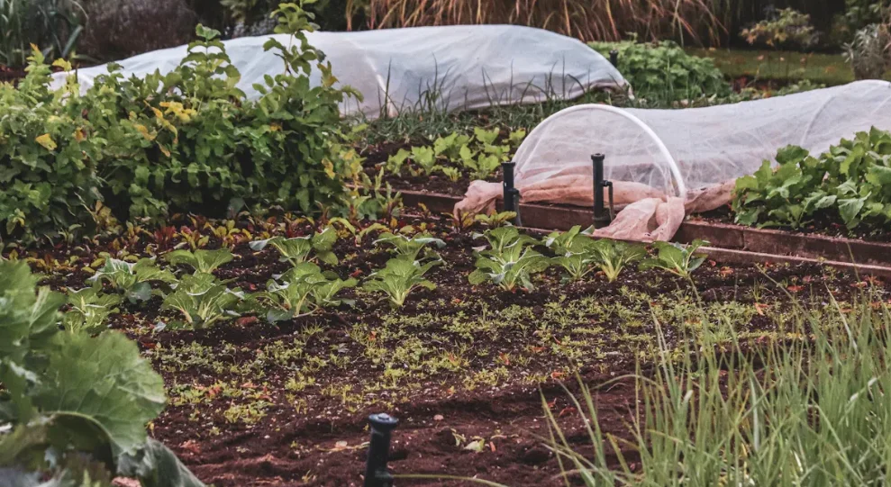 Garden landscaping ideas with fresh vegetables