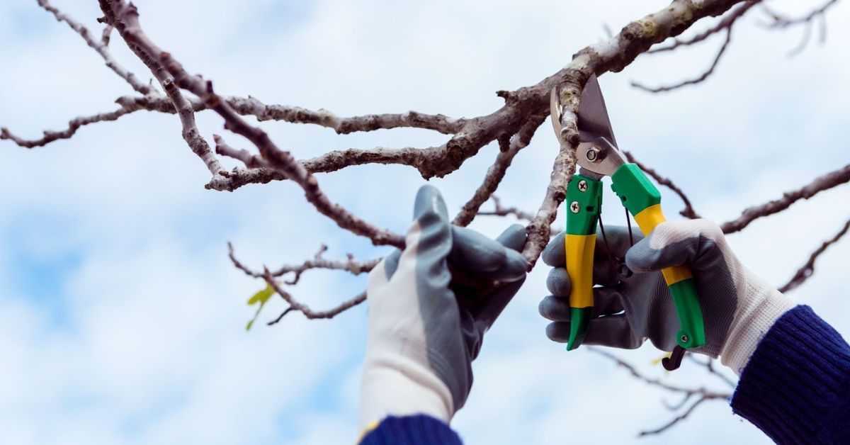 How Much Does Tree Trimming Cost in 2025 | Price Guide