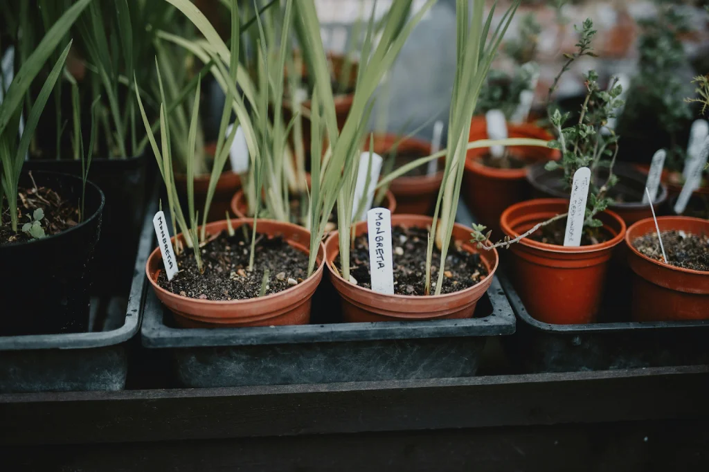 plants in a pot 