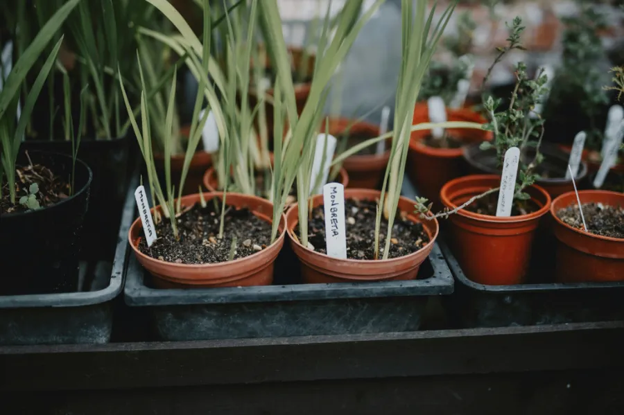 plants in a pot 