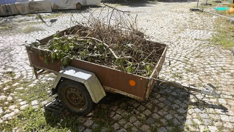 Dead branches being hauled in a rusty dump trailer