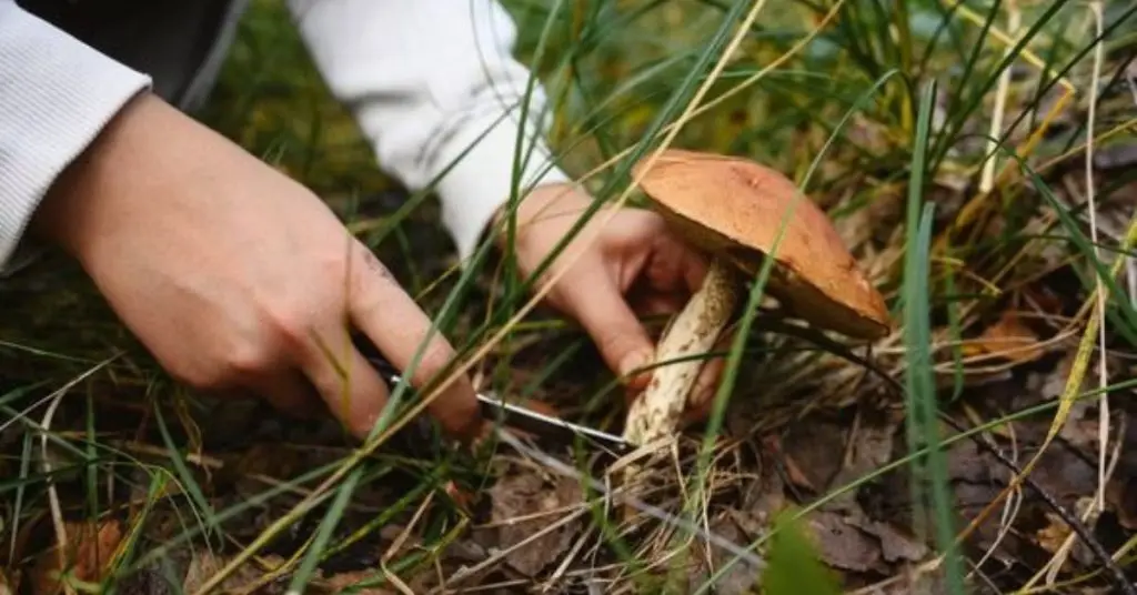 how to remove mushrooms from lawn