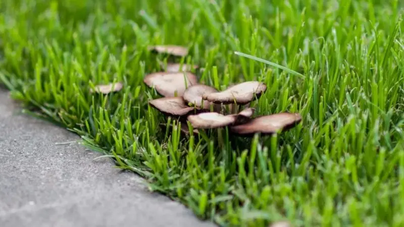 why mushrooms grow in my lawn