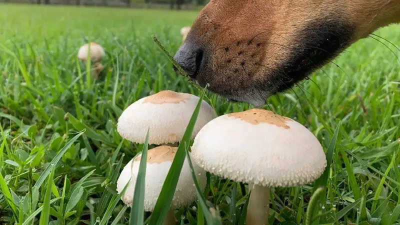 natural ways to remove mushrooms from lawn
