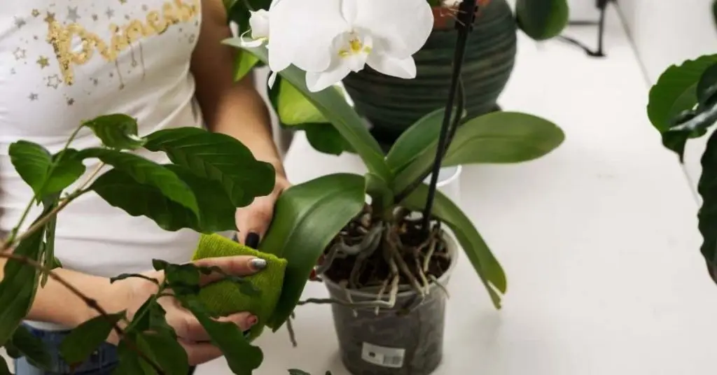 how to clean orchid leaves