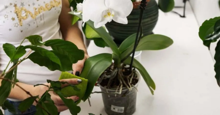 how to clean orchid leaves