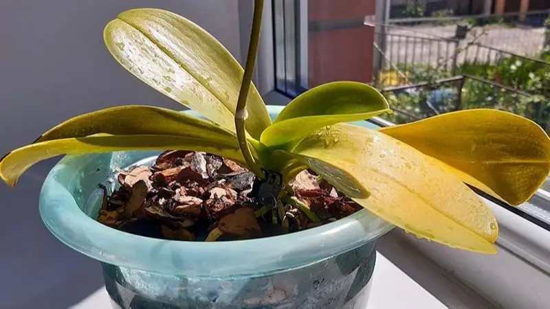 Healthy orchid cleaning