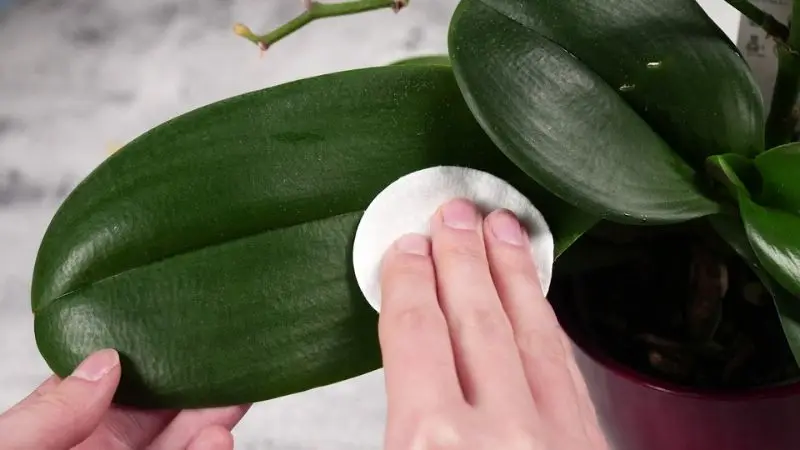 how often should you clean orchid leaves