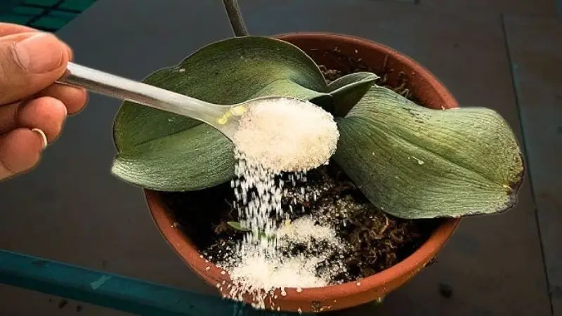 how to clean orchid leaves