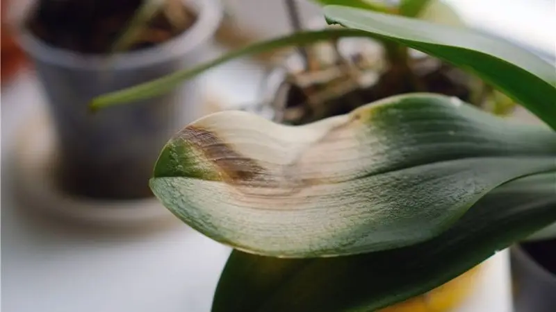  Common mistakes to avoid while cleaning orchid leaves