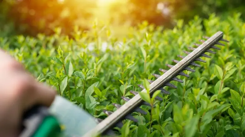 steps to use a hedge trimmer