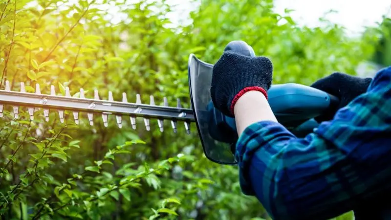 trimming techniques for a clean hedge
