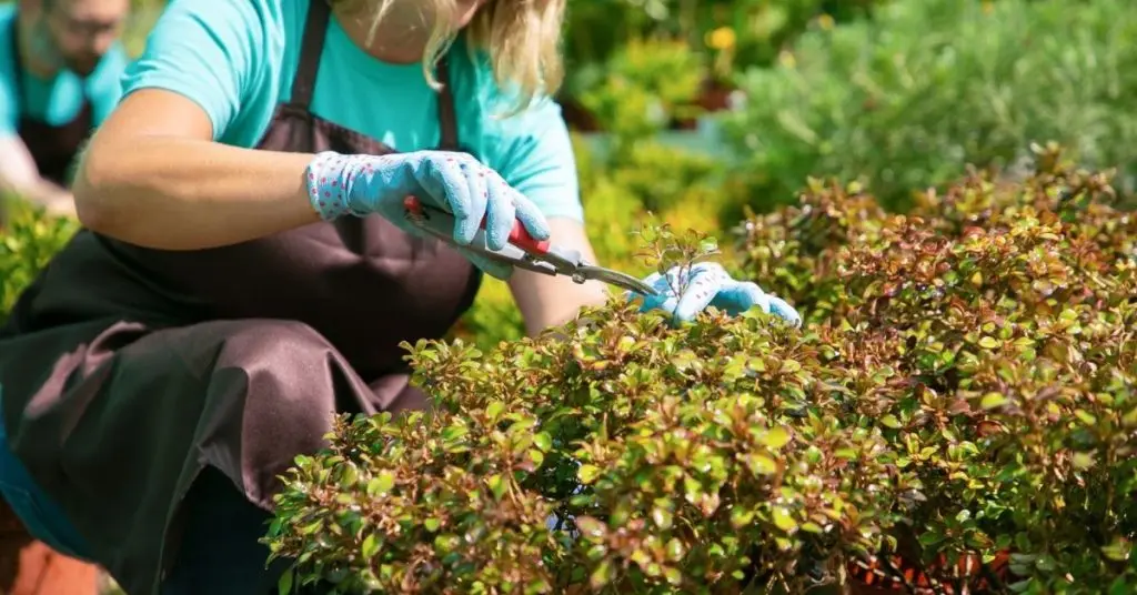 how to shape shrubs and bushes