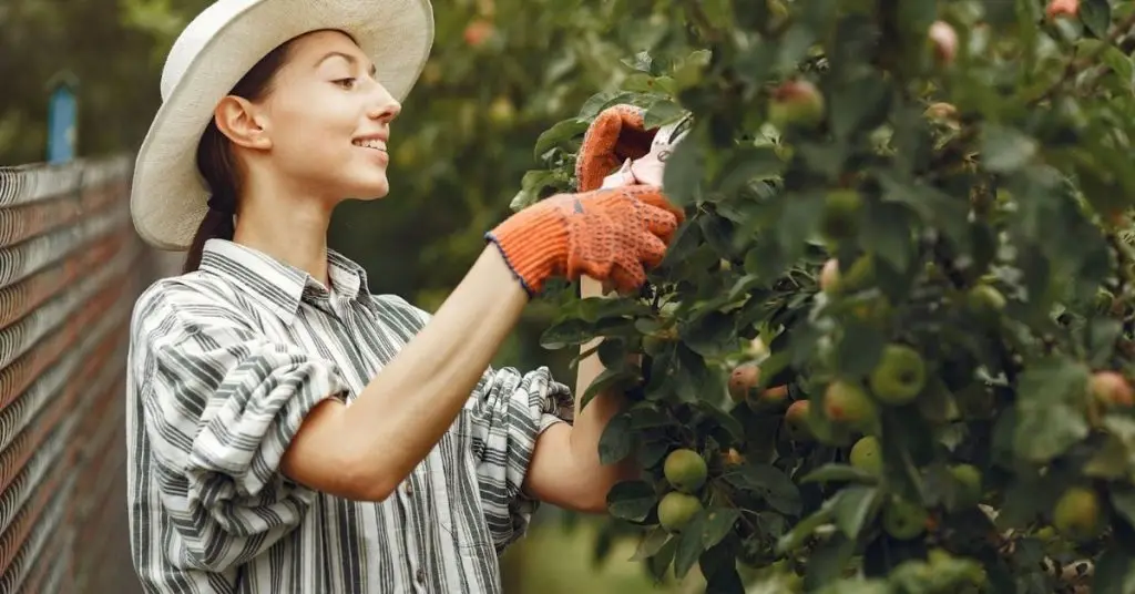 tools for pruning apple trees