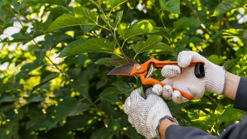 essential tools every gardener needs for pruning apple trees