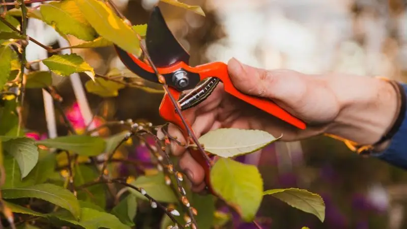 supplement tools for every apple tree gardener 