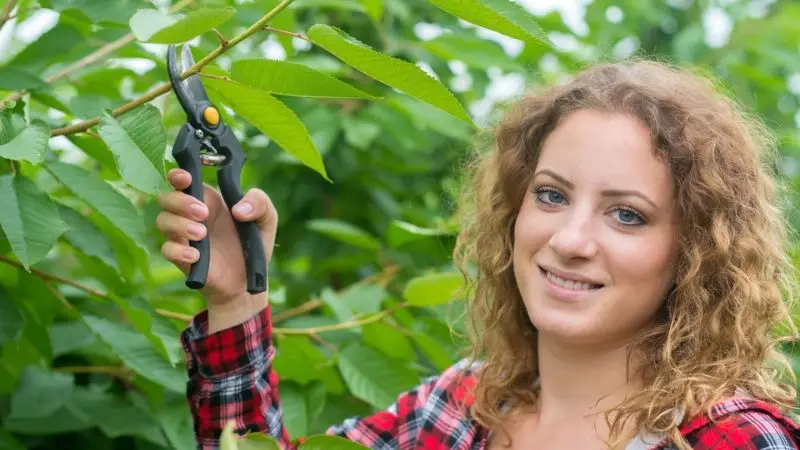 tool care and maintenance for apple tree pruning