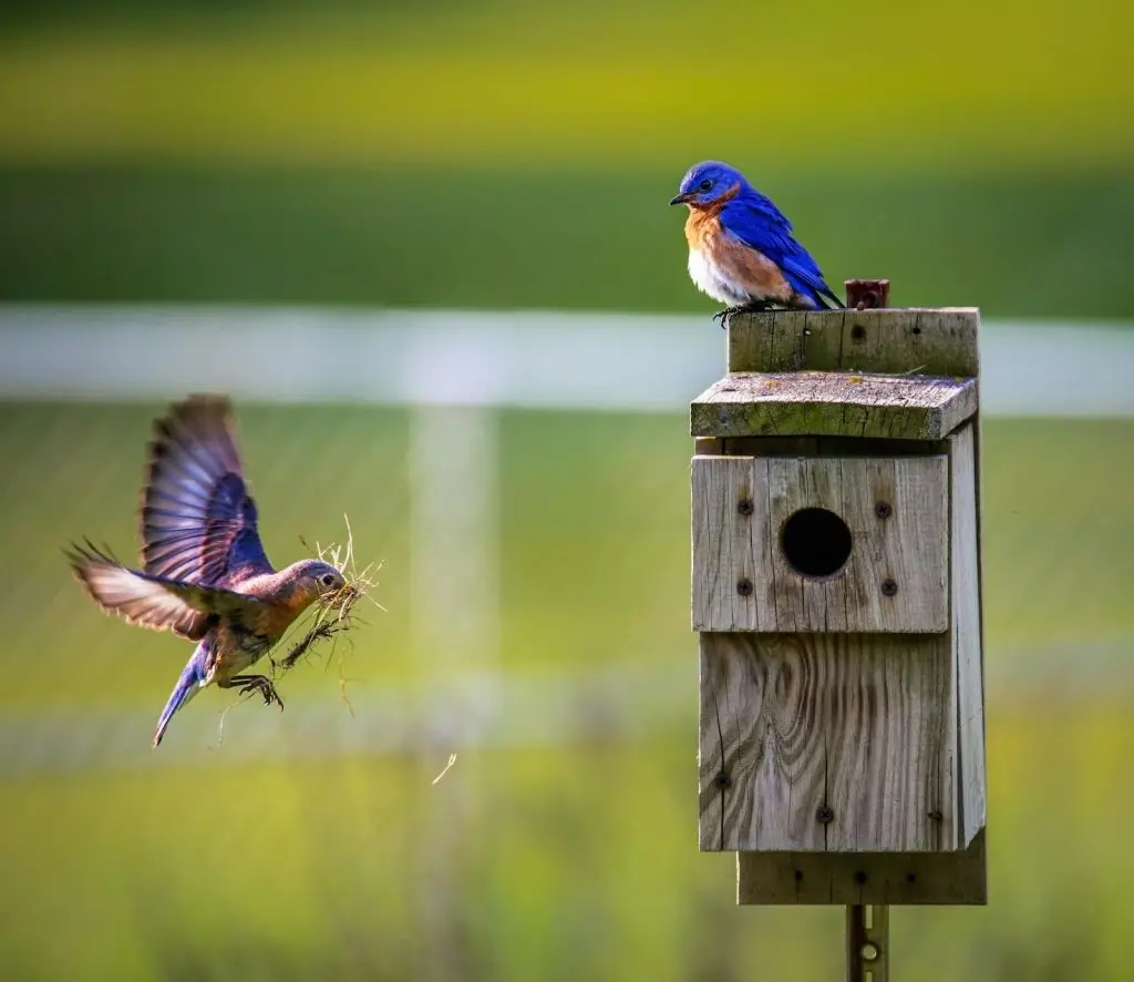 building a birdhouse for biodiversity