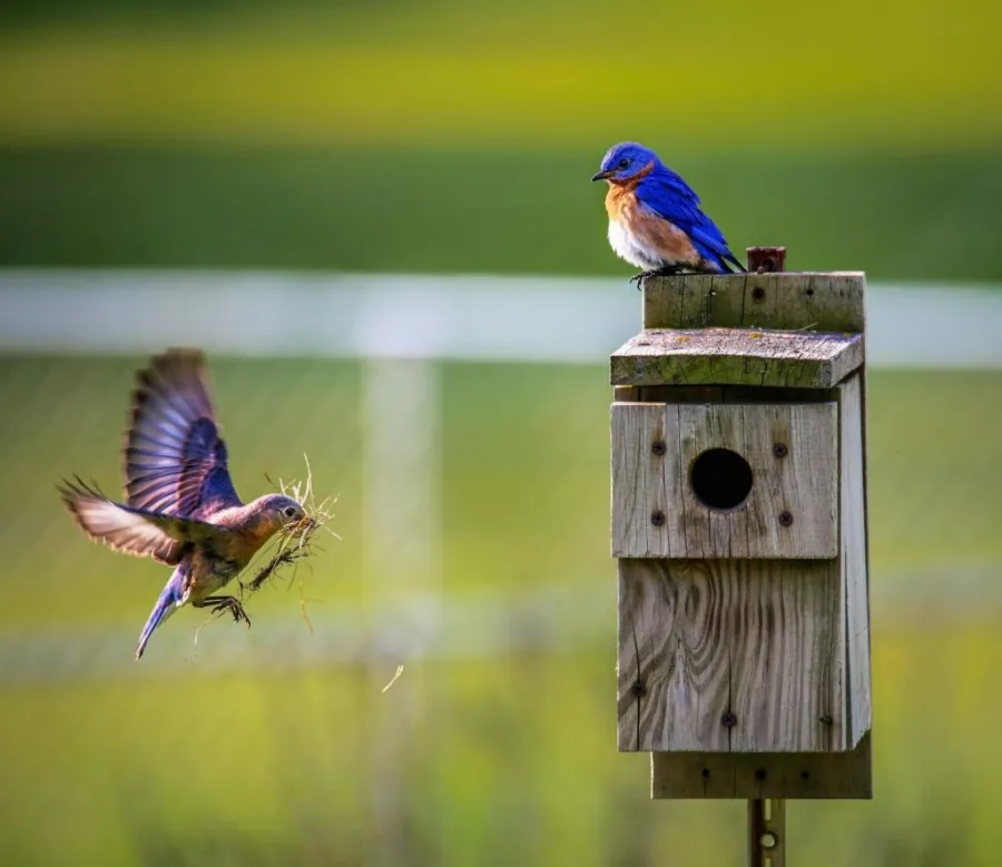 building a birdhouse for biodiversity