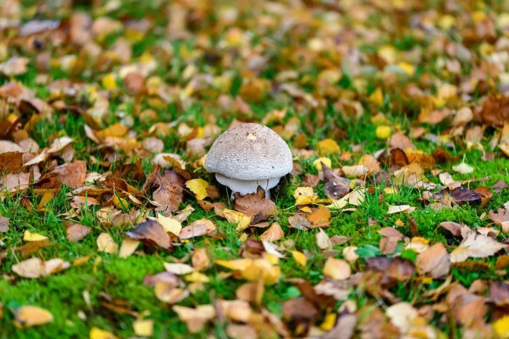 Lawn with mushroom and leaves