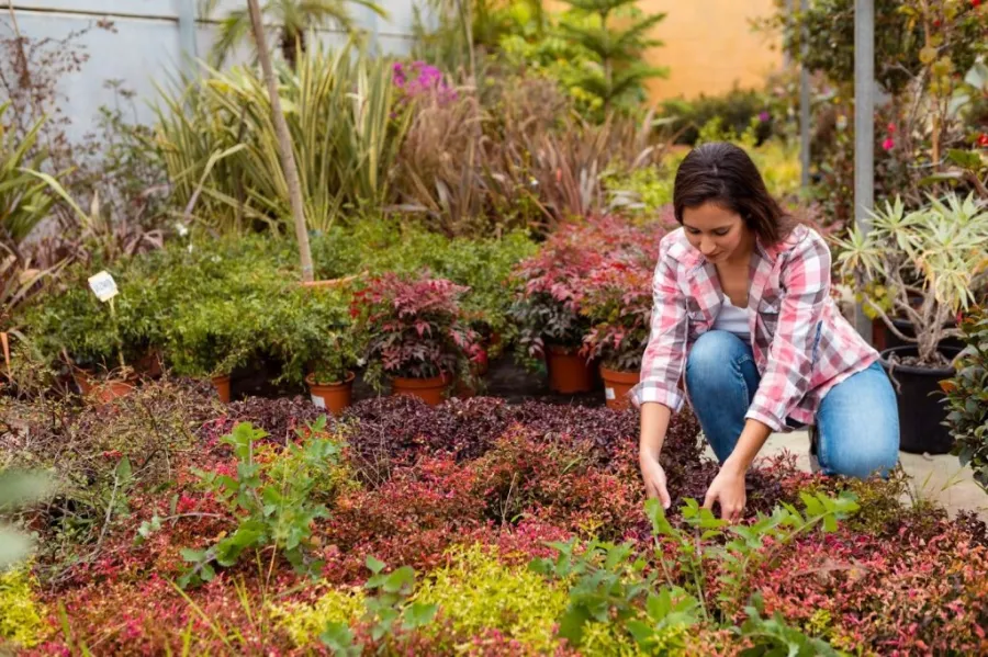 Gardening Tips and Guide
