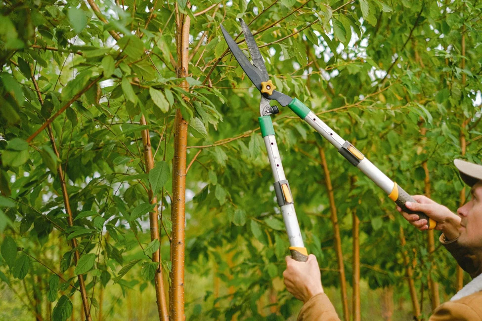 cut branches of trees covering the roof areas for sunlight exposure