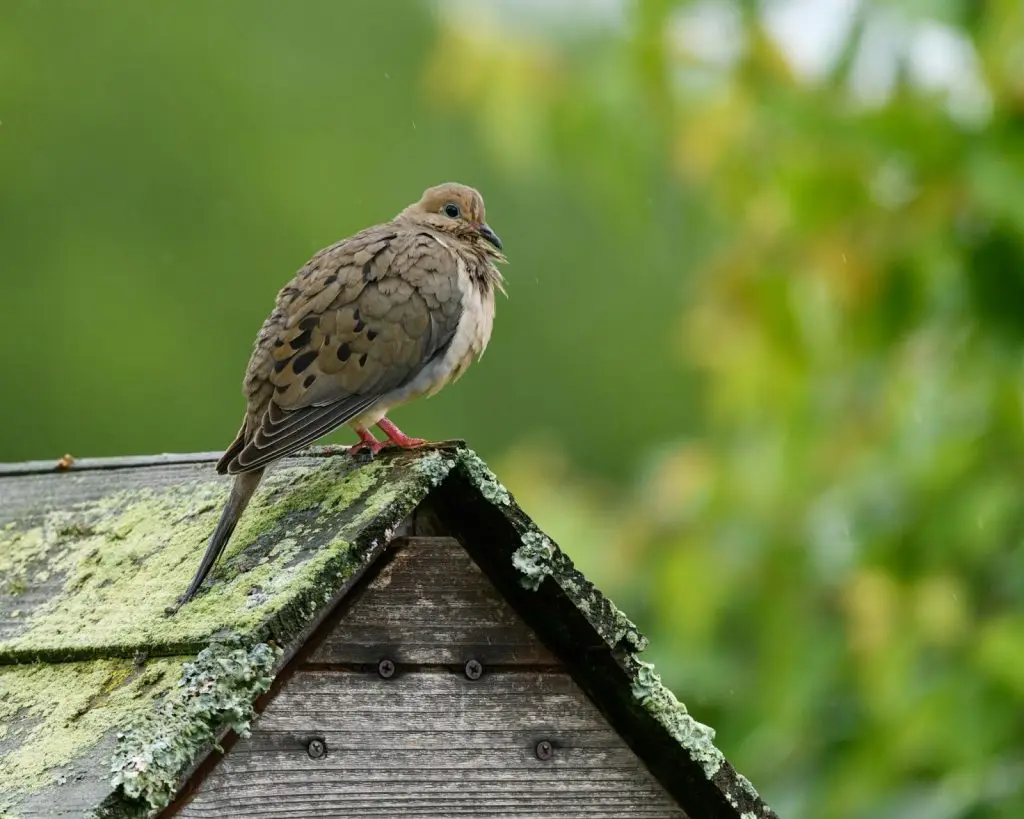 signs of drainage and deteriorations in moss growth over the roof