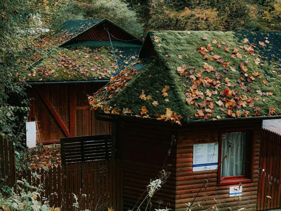 moss growth on the roof