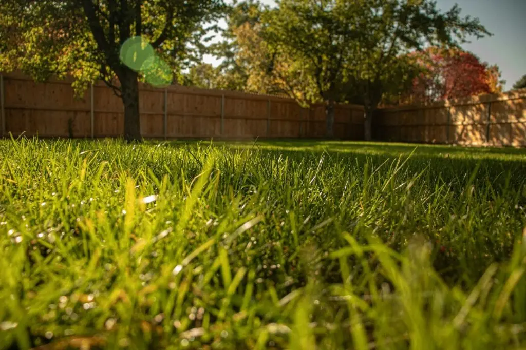 How to prep yard grass seed