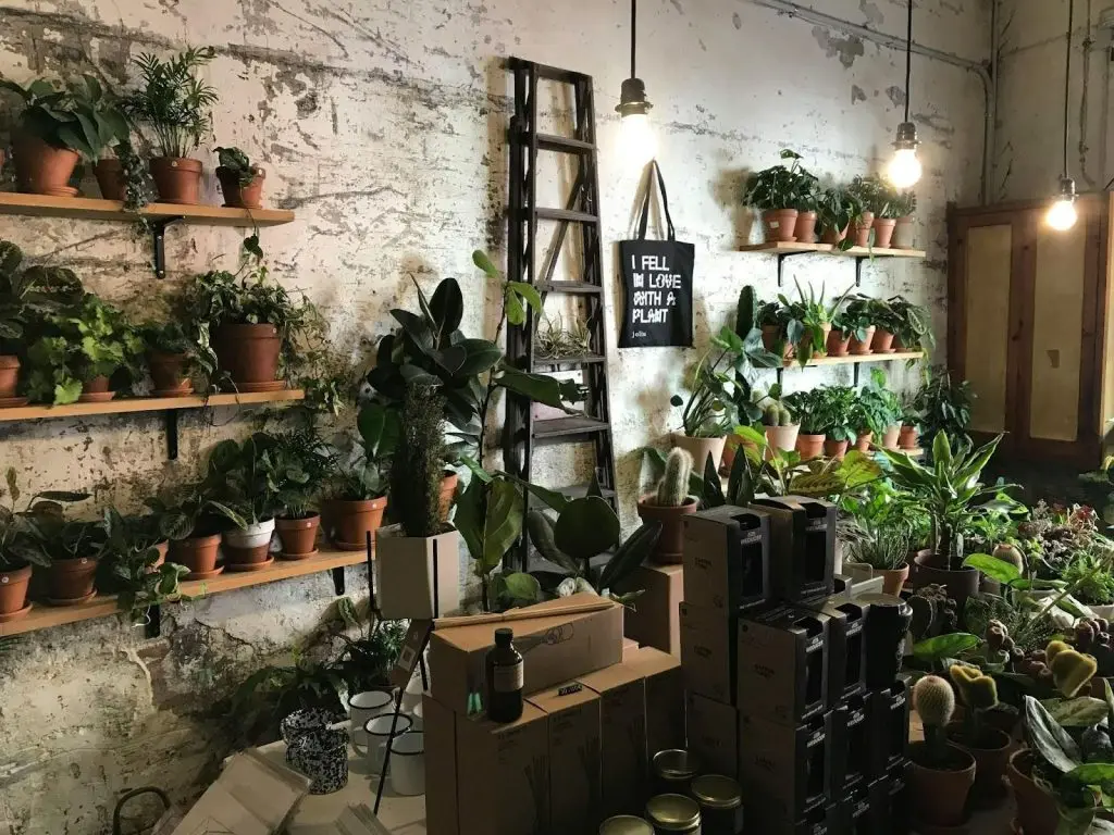 Potted plants are placed on shelves with exposed bulbs and lager in a rustic room