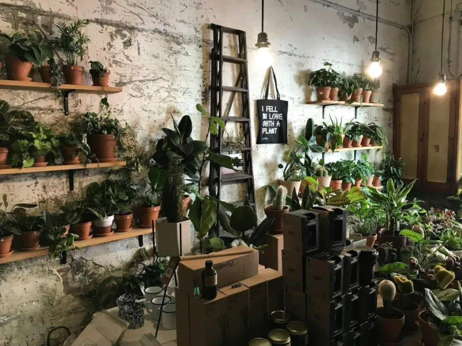 Potted plants are placed on shelves with exposed bulbs and lager in a rustic room