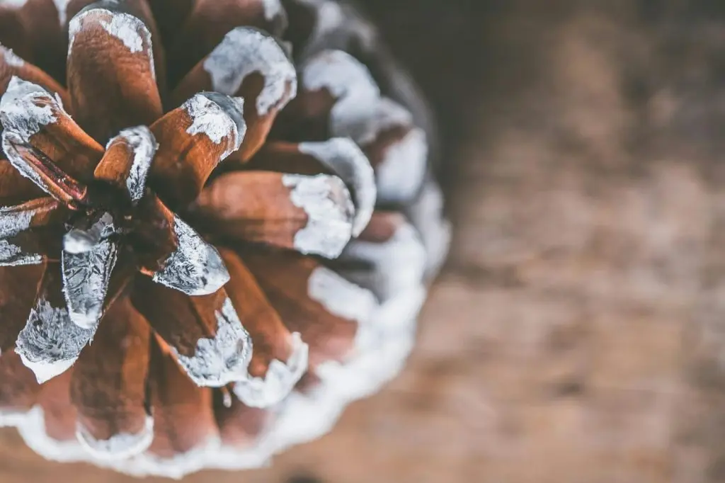 How to prevent frost on plants