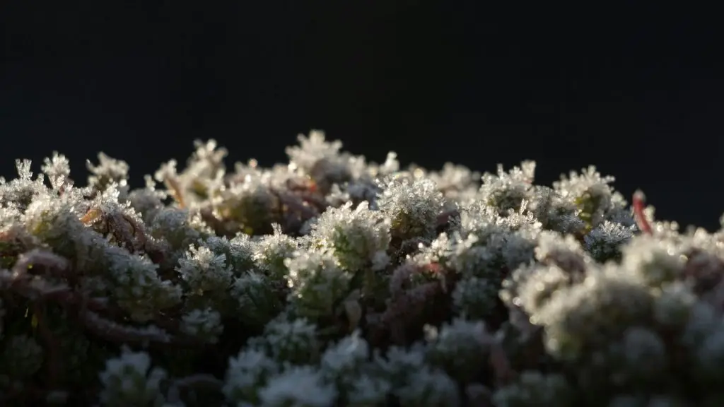 Die gesamte Pflanze ist vom Frost bedeckt