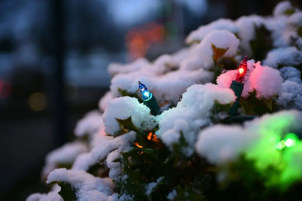 Wie man Frostschäden an Pflanzen verhindert