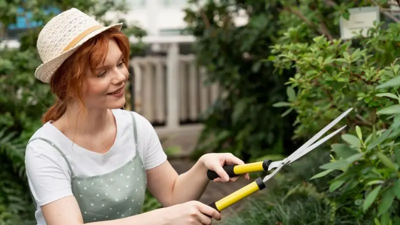 maintenance tips for a lightweight hedge trimmer