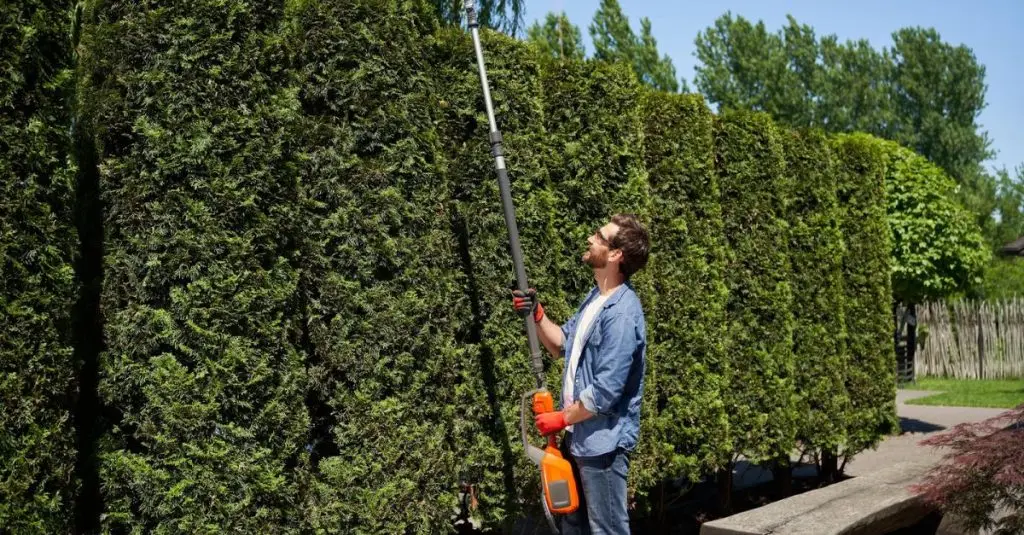 how to trim a butterfly bush