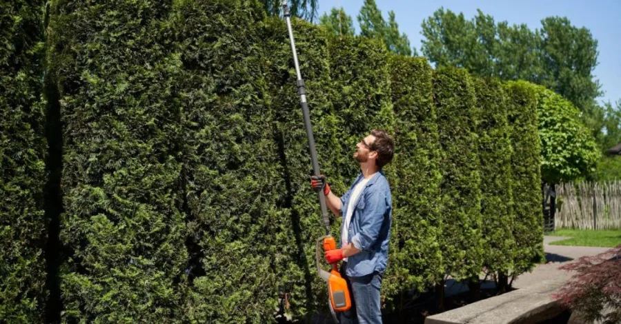 how to trim a butterfly bush